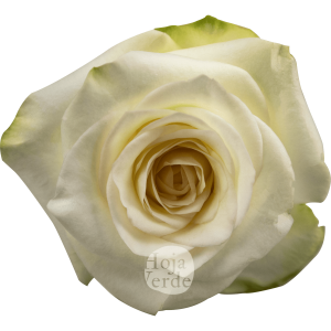 Rosa Candlelight
