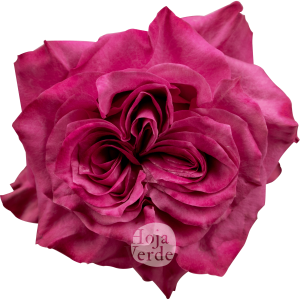 Rosa Country Blues