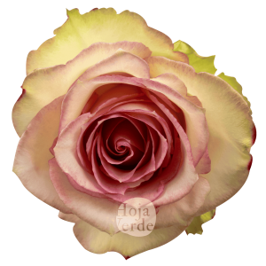 Rosa Esperance