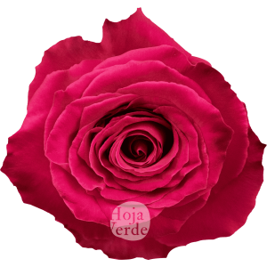 Rosa Full Monty