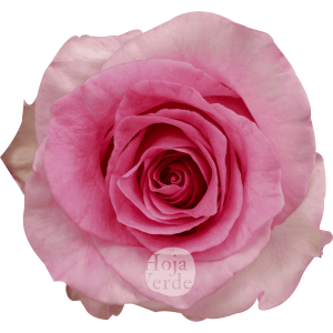 Rosa Mandala