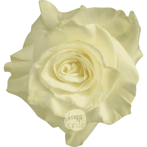 Rosa Mondial