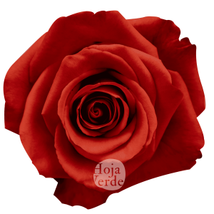 Rosa Nina