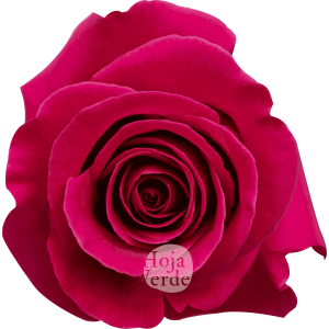 Rosa Pink Floyd