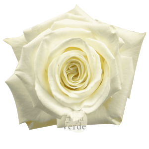 Rosa Playa Blanca