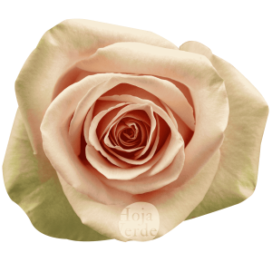 Rosa Salma